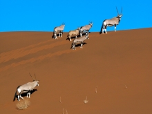 La Namibie à l'infini, faune & paysages