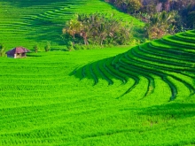 Bali, au cœur de l'île des dieux